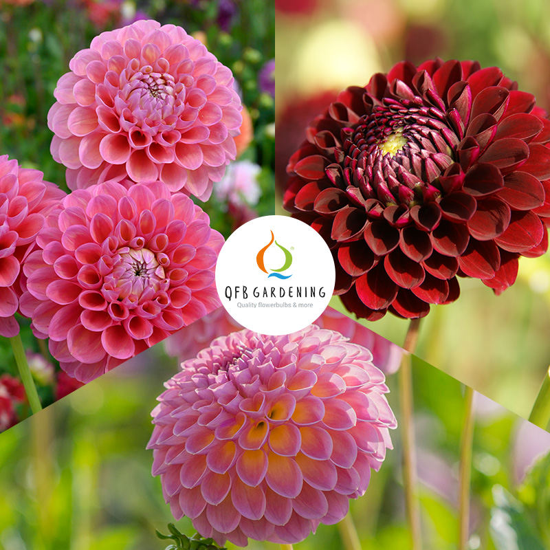 4402060-Bal-Dahlia-mix-Pluktuin-logo