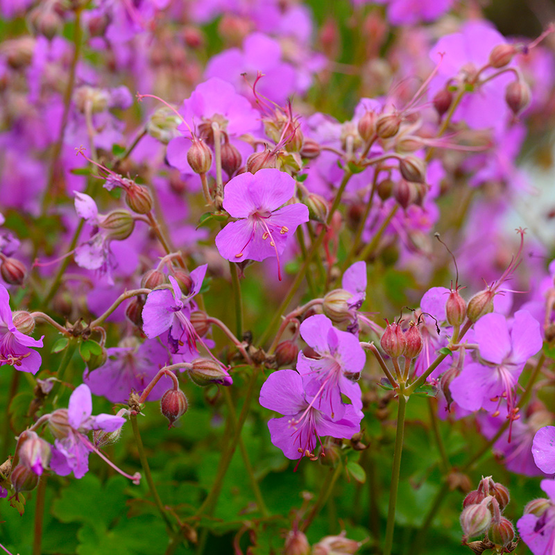 Geranium cant. 'Cambridge'