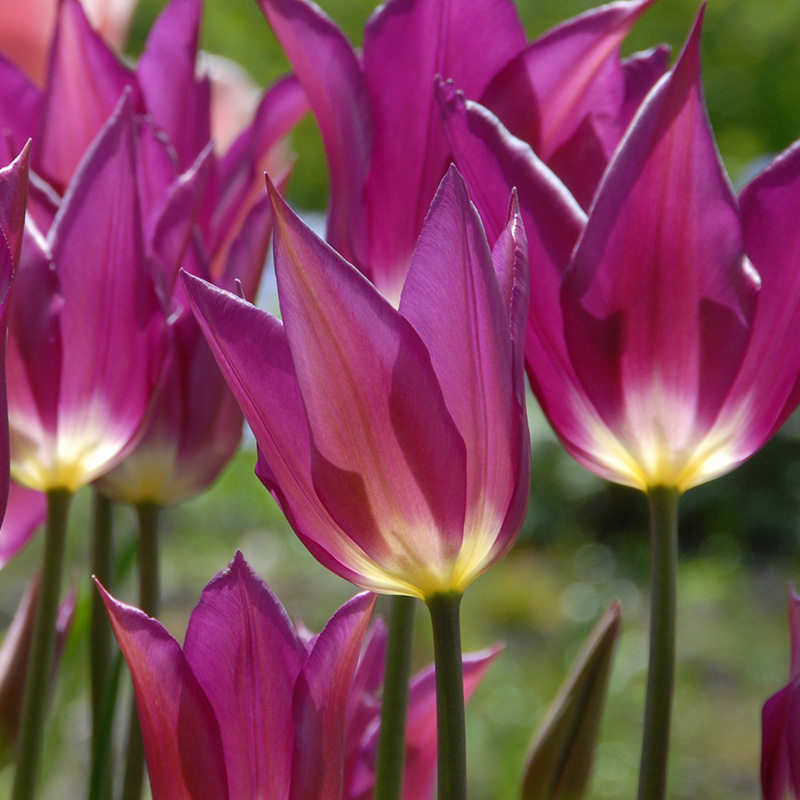 Tulp Yume no Murasaki