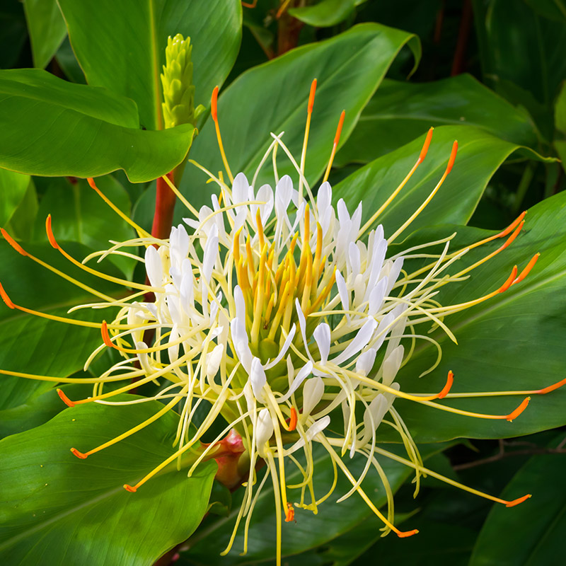86955-Hedychium-ellipticum