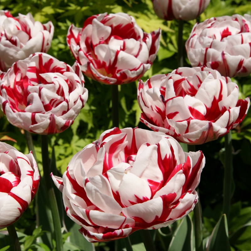 Tulp Carnaval de Nice