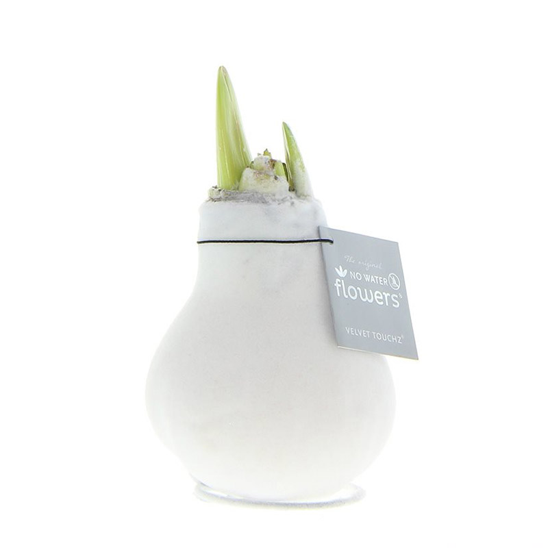 Wax Amaryllis Velvet Touchz Wit