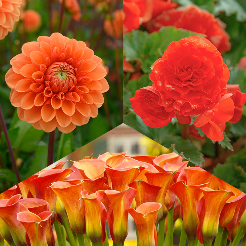 Oranje Bloembollen Collectie "Joyful Summer"