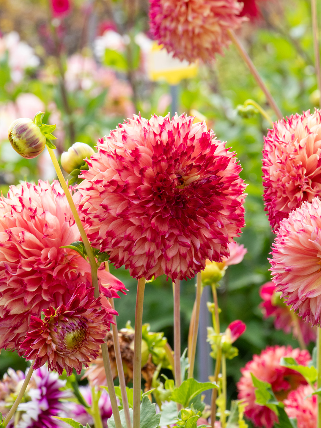 Dahlia Aiyana