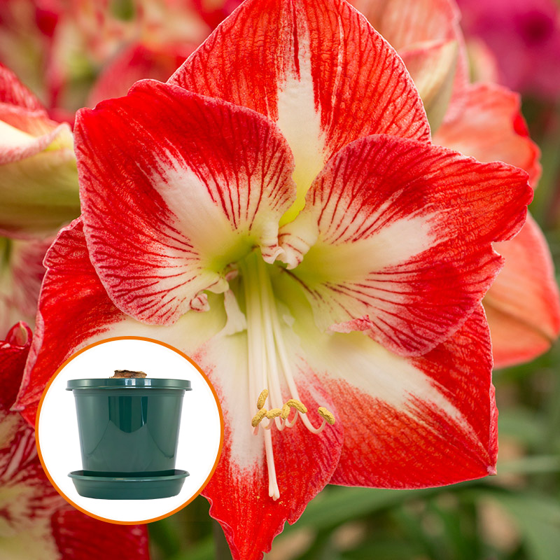 Amaryllis Minerva op pot in geschenkdoos