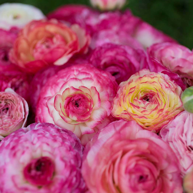 88050-Ranunculus-picotee-Pink02