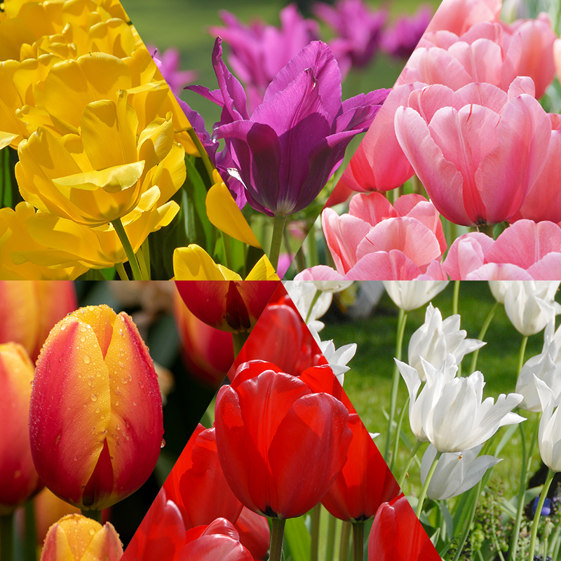 Snijbloemenpakket Tulpen "Happy Spring"