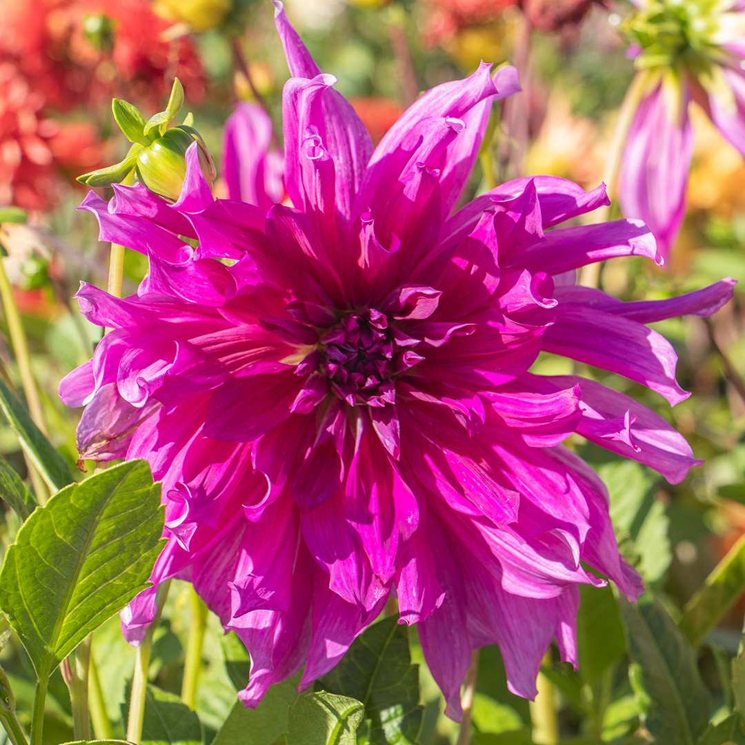Dahlia Purple Taiheijo