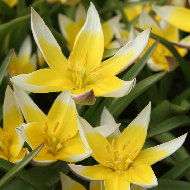 Tulp Tarda