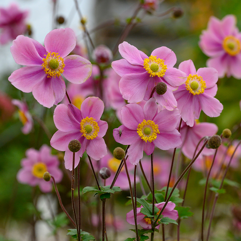 6101175-Anemone-hup-September-Charm Anemone hup. 'September Charm'