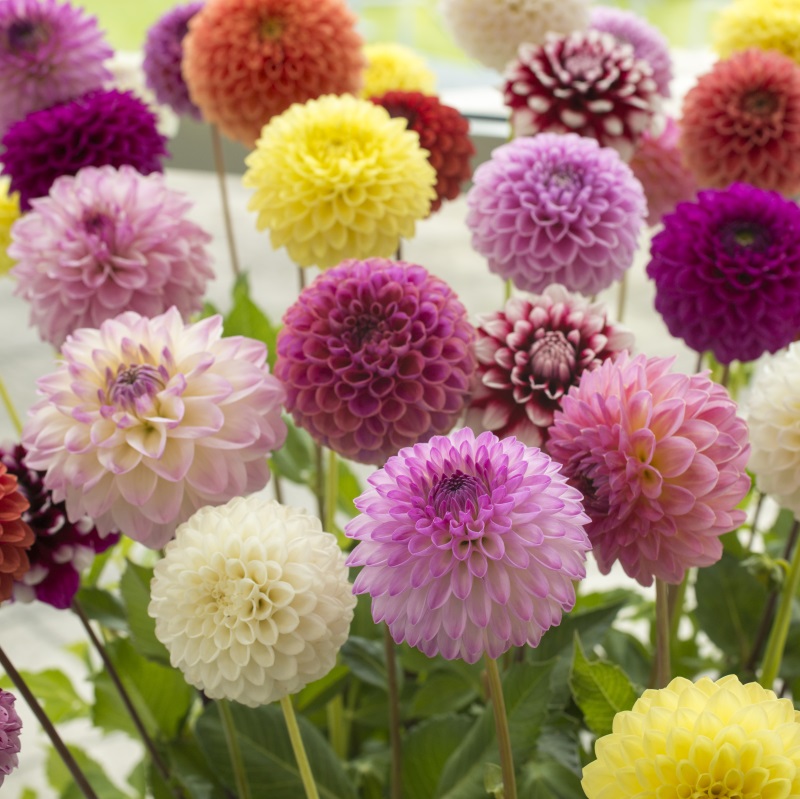 Dahlia Pompon Mix