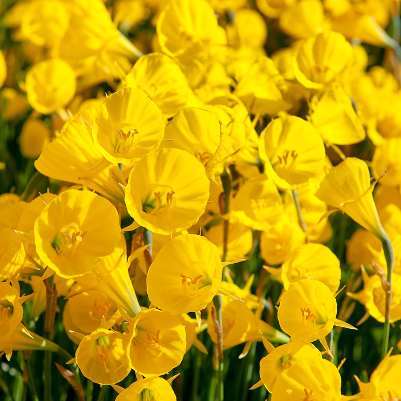 Narcissus Golden Bells