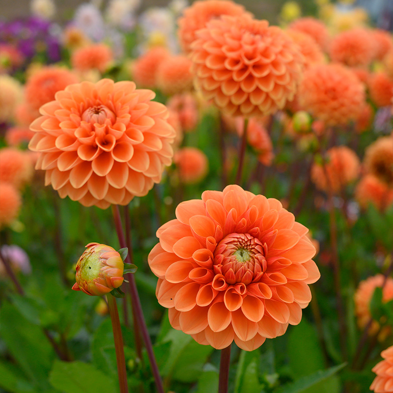 10646-Dahlia-Sylvia-02