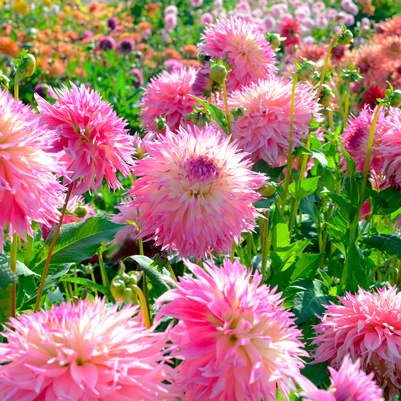 10400-Dahlia-Pinelands-Princess-02