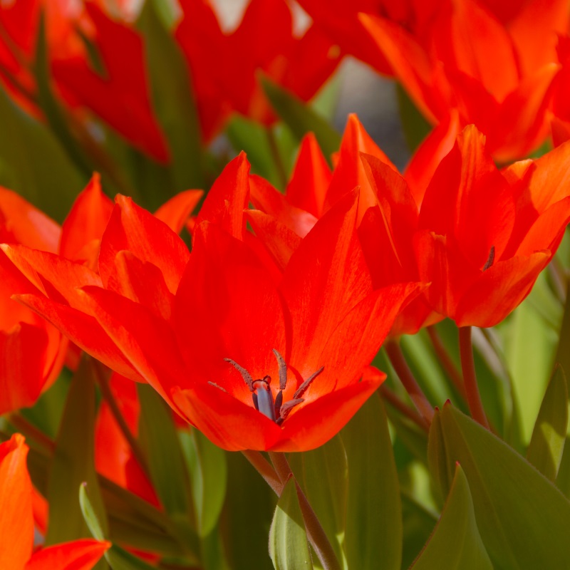 Tulipa praestans Fusilier