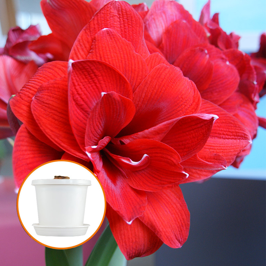 Amaryllis Double King op pot in geschenkdoos