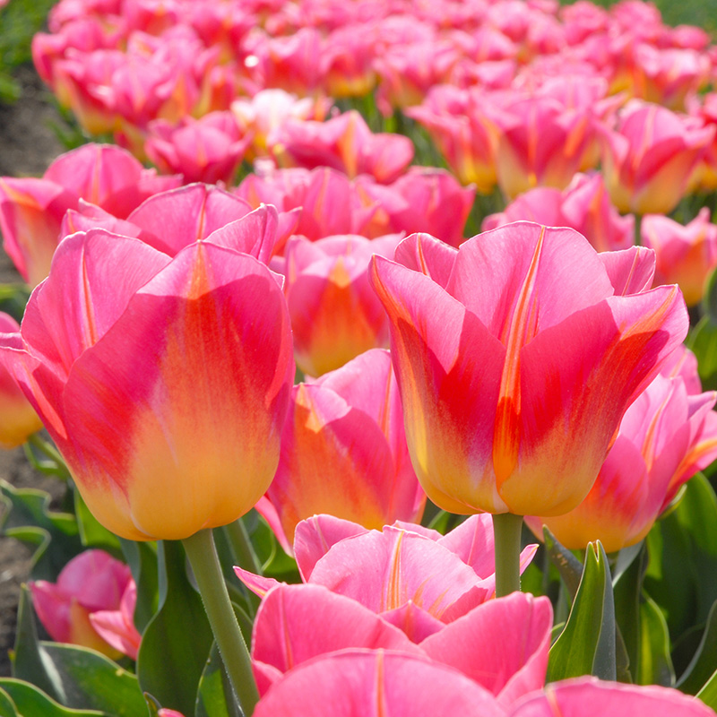 2012-Tulipa-Tom-Pouce Tulp Tom Pouce®