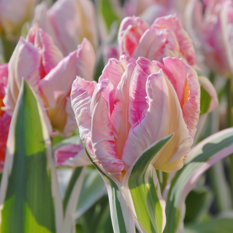 Tulp Elsenburg