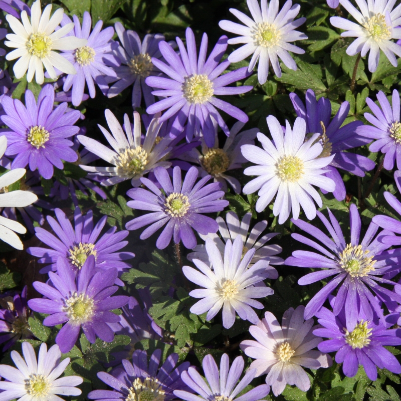 Anemone blanda gemengd