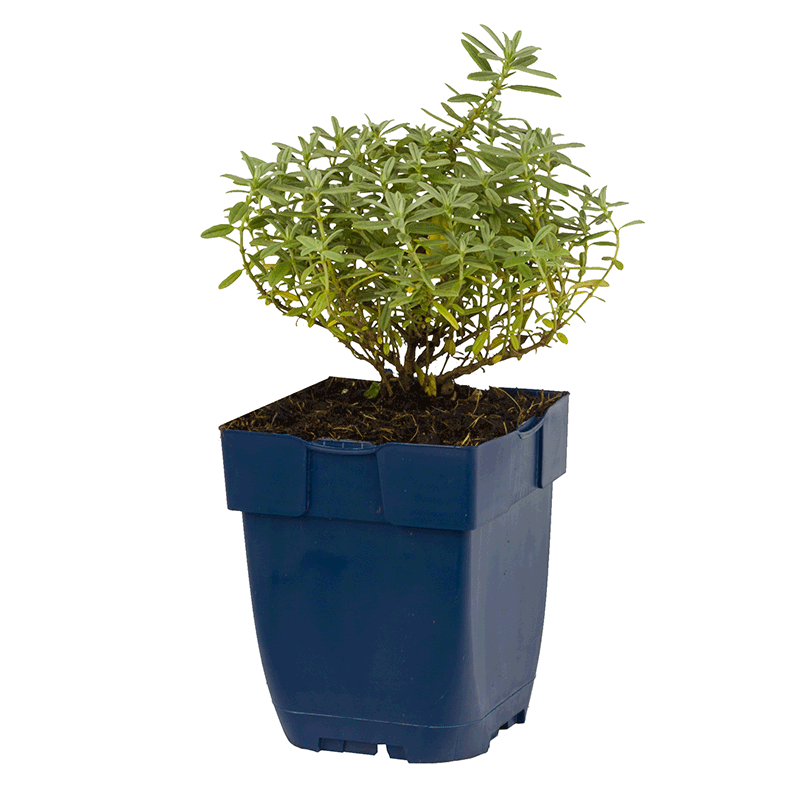 Helianthemum-The-Bride