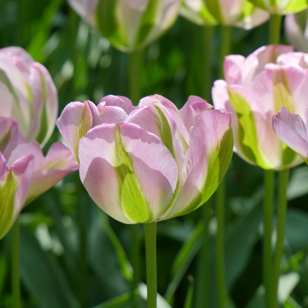 Tulp Groenland