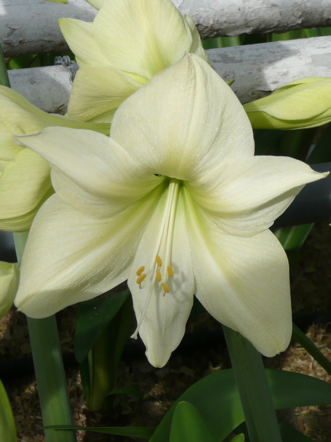 Amaryllis Lemon Star