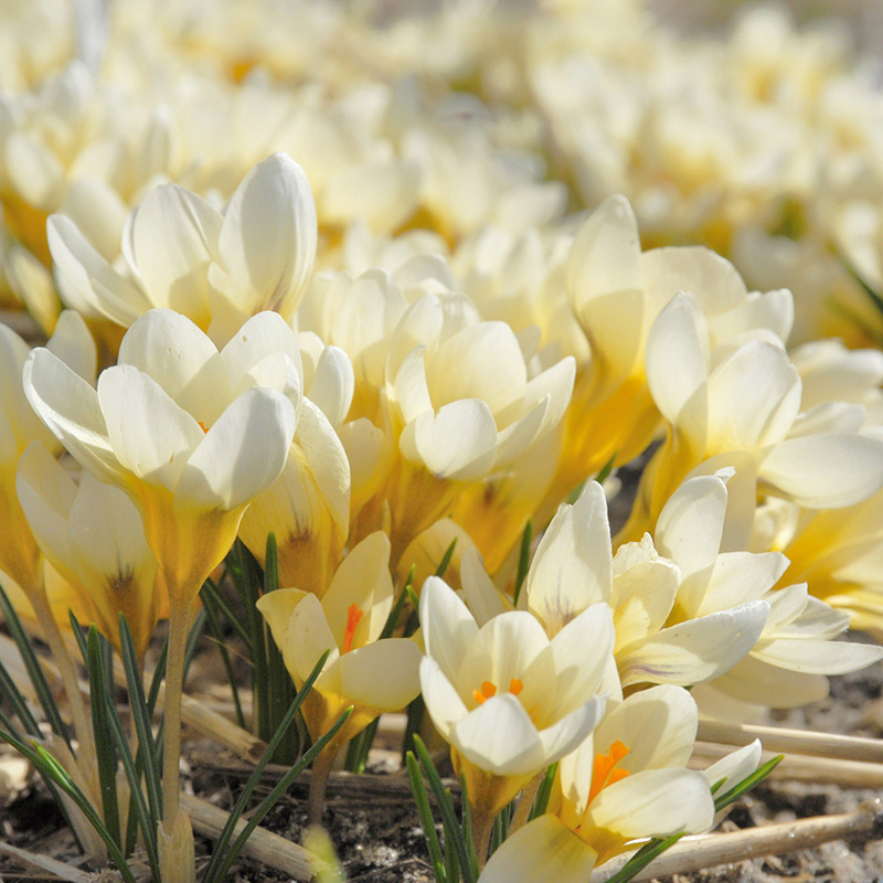 4050-crocus-chrysanthus-cream-beauty-01
