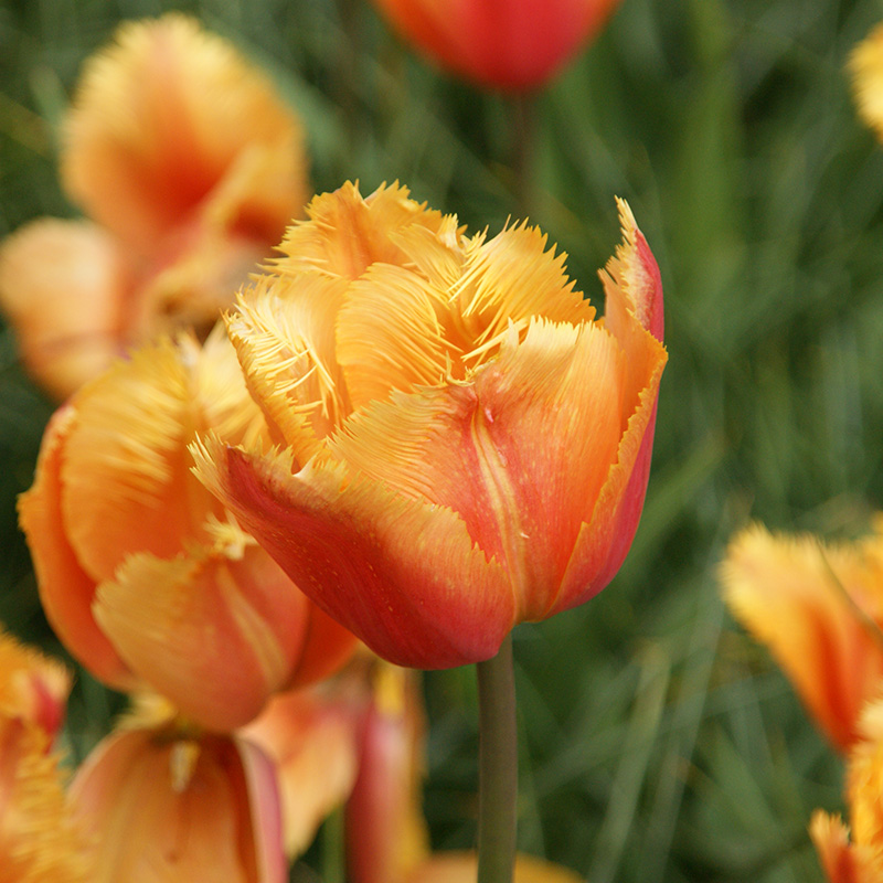 Tulp Lambada