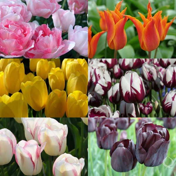 Snijbloemenpakket Tulpen "Tulip Varieties"