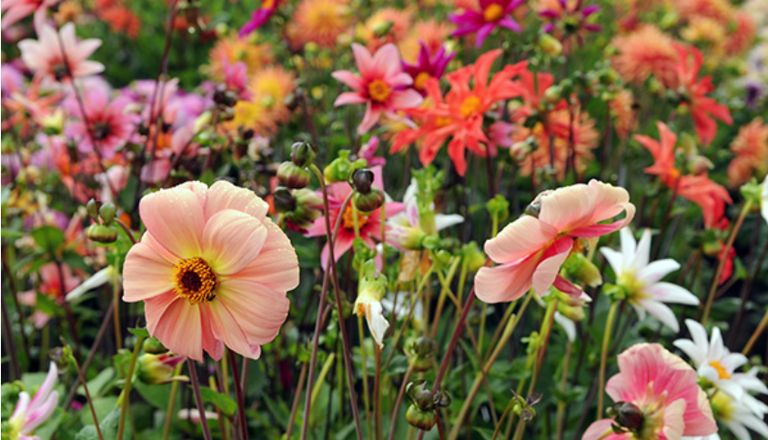 Wil je een tuin vol bloemen van tot en met oktober? Dan is de TOP 3 uit ons assortiment! QFB Gardening