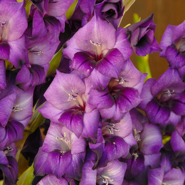 Gladiool Purple Flora®