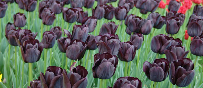 Zwarte tulpen