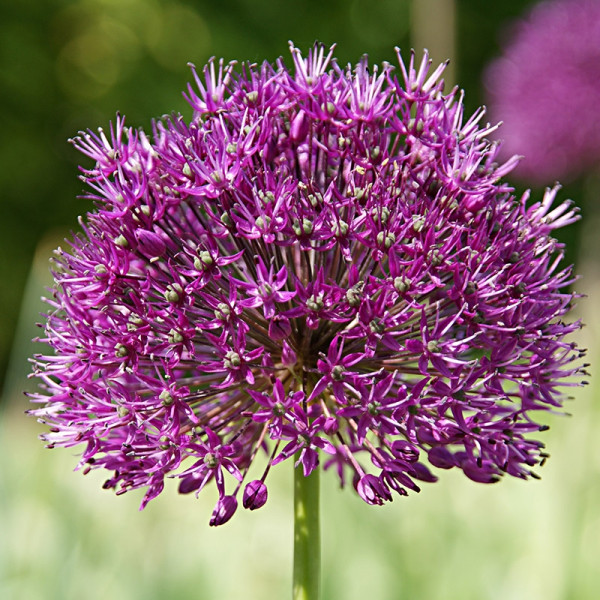 Grootverpakking Allium Purple Sensation