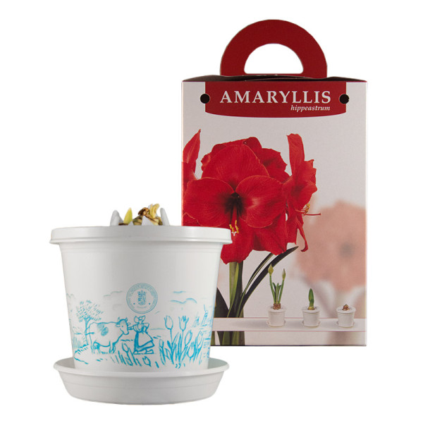 Amaryllis Red Lion op pot in geschenkdoos
