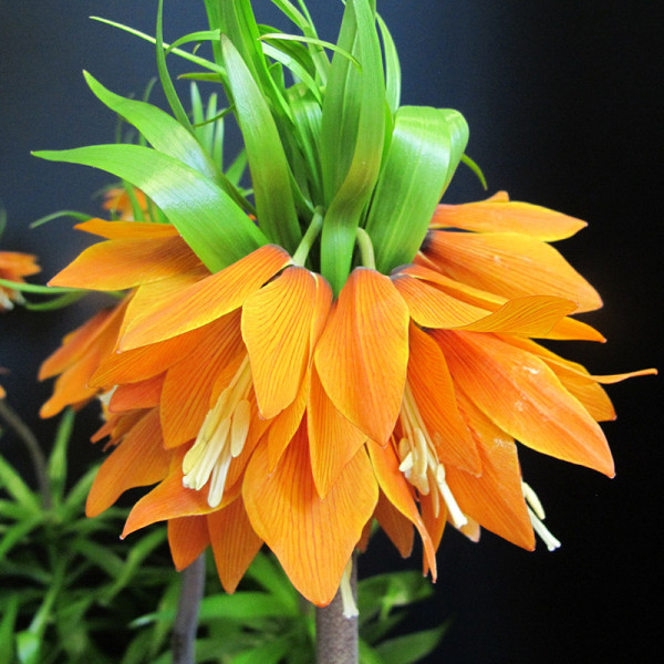 Fritillaria imperialis Orange Beauty
