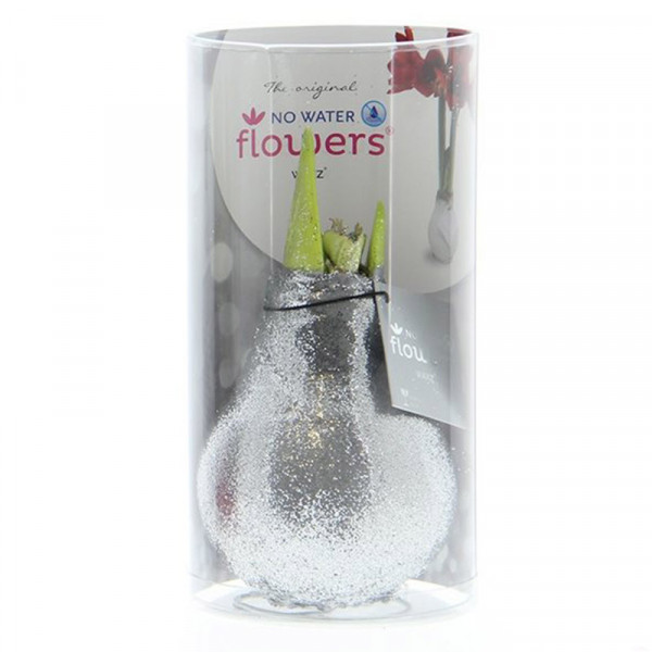 Wax Amaryllis Glitterz® Zilver In Koker met witte bloem