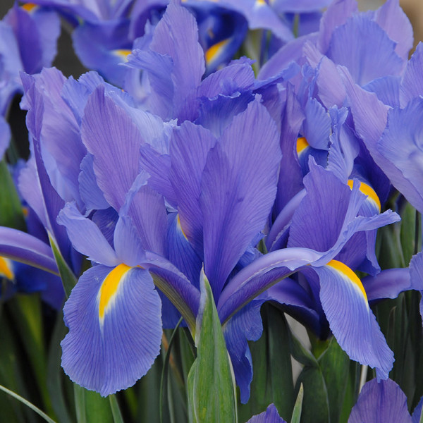 Iris hollandica Discovery