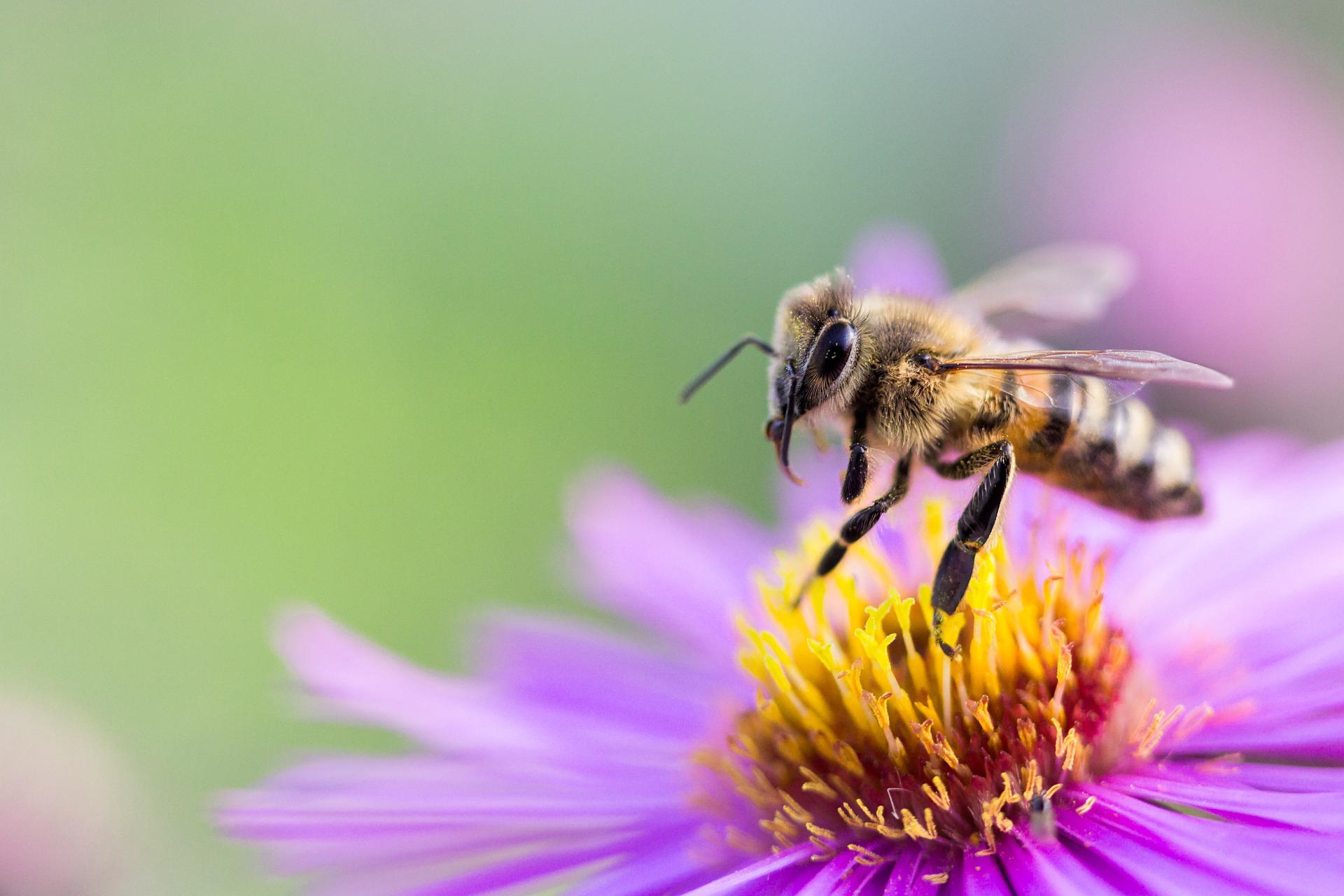 Bijen Bloemen
