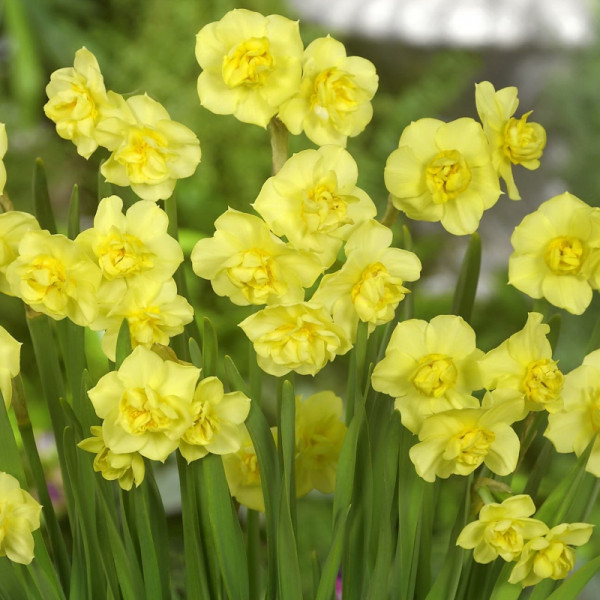 Grootverpakking Narcis Yellow Cheerfulness