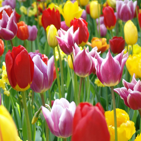 Bloembollenpakket Tulpen "Colourful Spring"