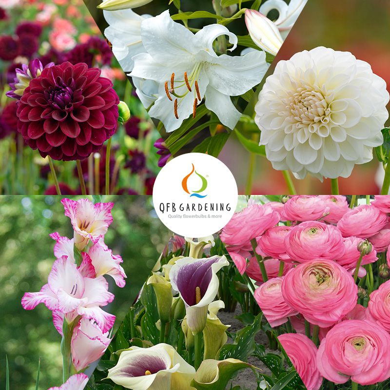 Snijbloemen Bouquet" | Grootverpakkingen | QFB Gardening