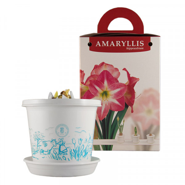 Amaryllis Exposure op pot in geschenkdoos