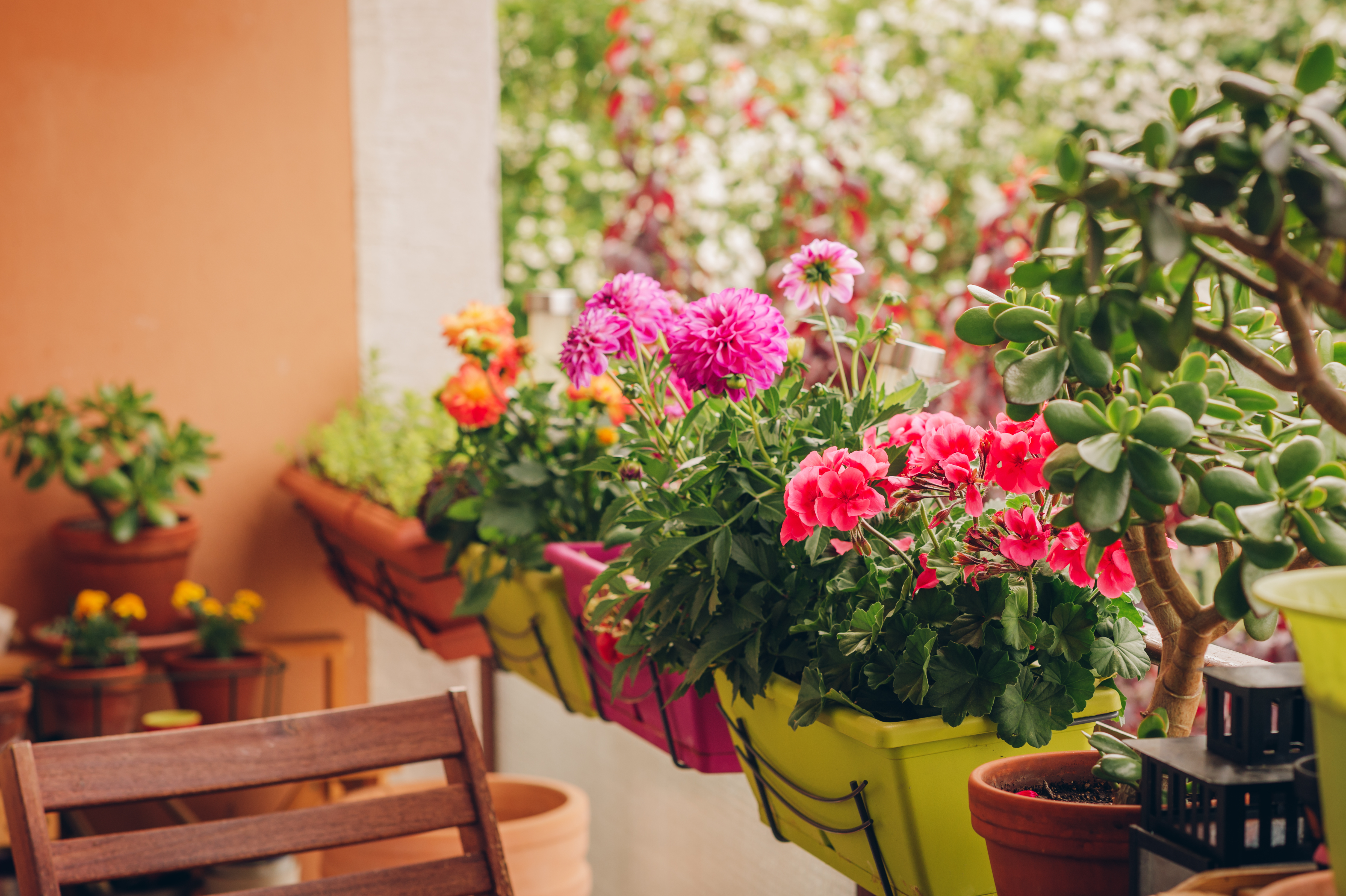 Bloemen het plant je bloembollen of knollen in potten? Advies & Inspiratie | QFB Gardening