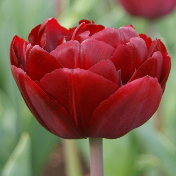 Tulp Uncle Tom