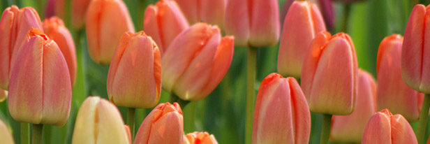Nuttig Verlichting Meetbaar ▷Tulpenbollen kopen? Bestel Tulpen Online | QFB Gardening
