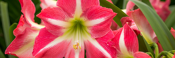 Een Amaryllis overhouden, hoe doe je dat?