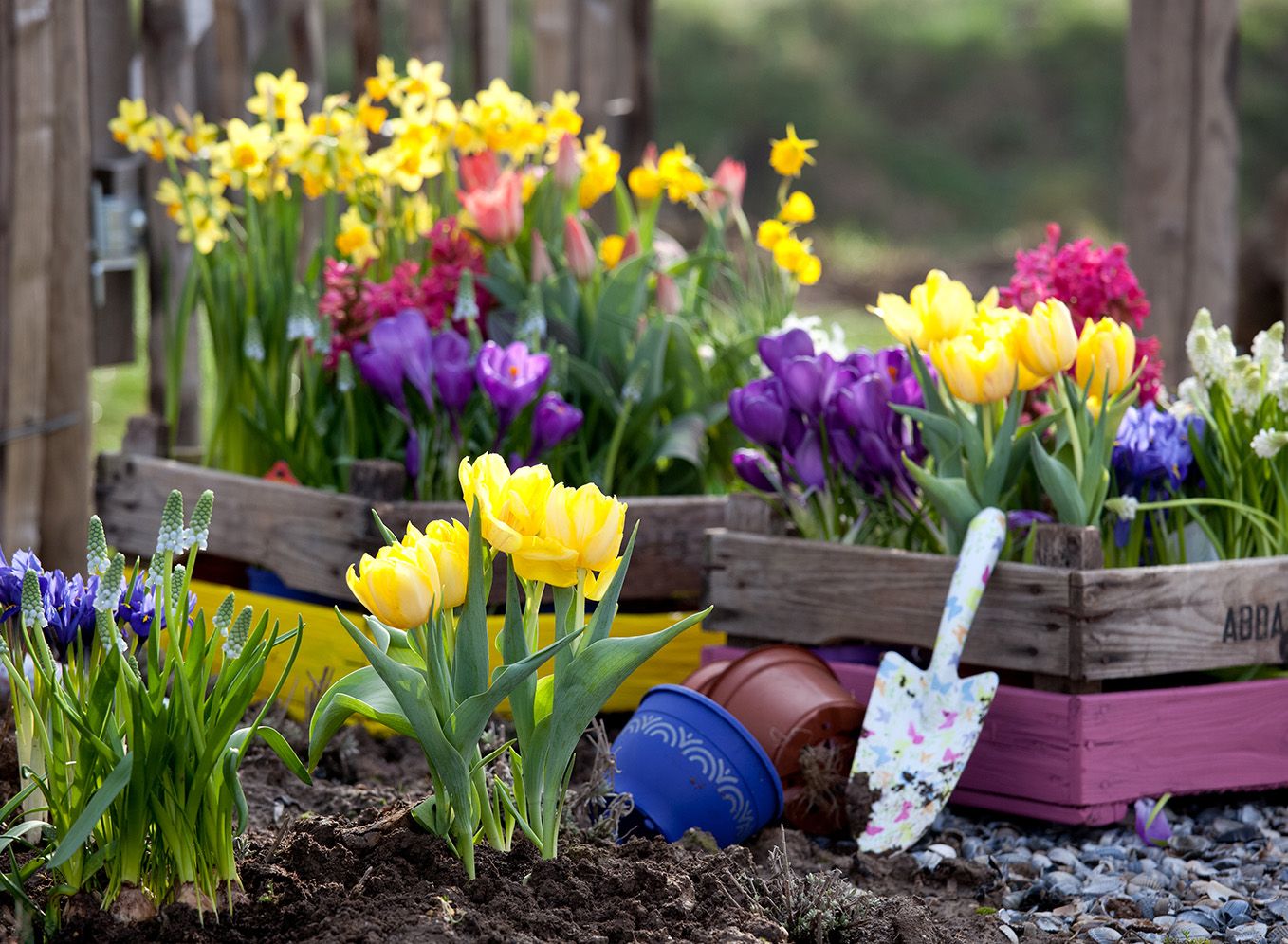 Bloembollen planten