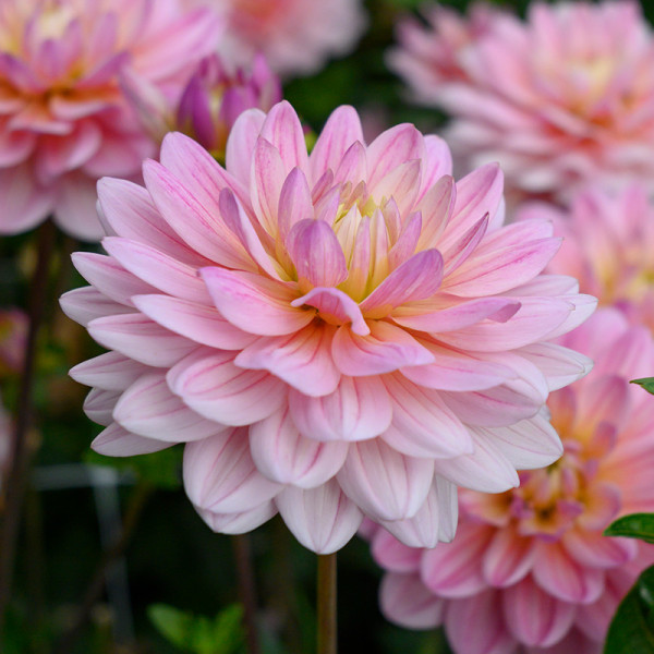 Begonia 'Bouton de Rose' - buy plants at