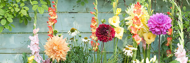 Een Amaryllis overhouden, hoe doe je dat?